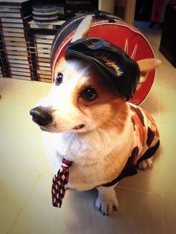 calvinwegerie's tweet image. Let&apos;s clubbing papa! But sounds like wrong dress code?! @CorgiNation @CorgiDomino @CorgiParty7 @vardagsrasismen