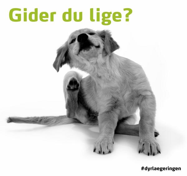 DyrlægeRingen tweet media