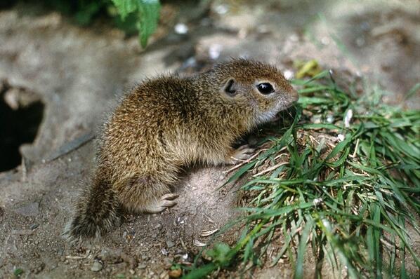 Need a reason to visit Moldova today? Free European Ground Squirrel to first 10 customers! So cute! Like bushy rat.