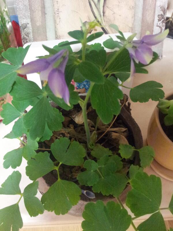 3년 만에 핀 매발톱  아파트라 꽃이 잘 안피더니 이제야 피었어요~~