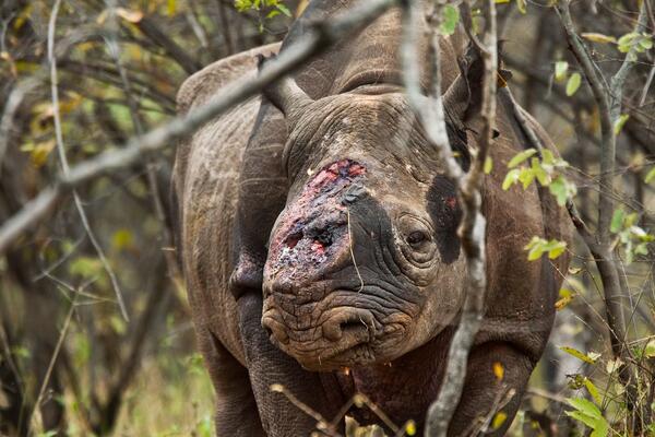 LebanonWildlife's tweet photo. Game scouts found this black rhino bull after poachers shot it several times and hacked off both its horns. #animals http://t.co/adGxzfjLgx