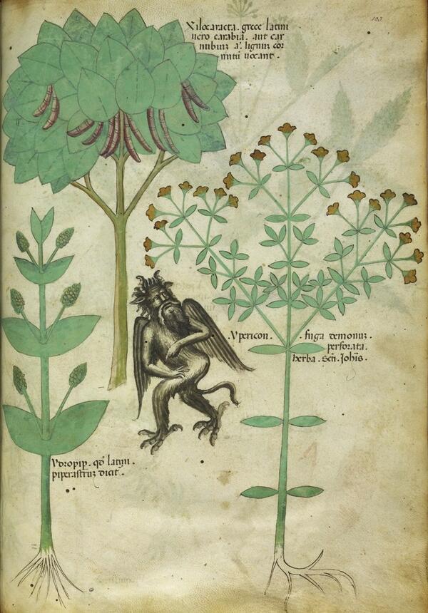 @byDavidLucas : A demon repelled by Ypericon. From 15th.c "Tractatus de Herbis". More here: http://t.co/4IarsRdlRZ 