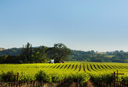 SilverOak's tweet image. As stewards of these beautiful vineyards, we try to observe #EarthDay everyday!