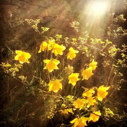 EvansVettori's tweet image. #drooping #derbyshire #daffs