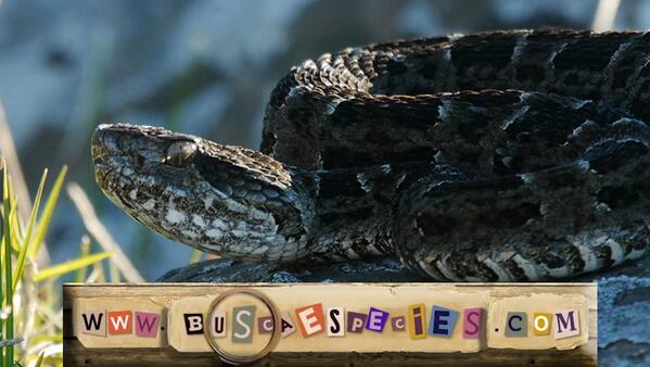 BuscaEspecies's tweet photo. Llegó la Yara a Buscaespecies. Mirá el video en http://t.co/GhL9LOMaTL http://t.co/uIv4NWx1rk