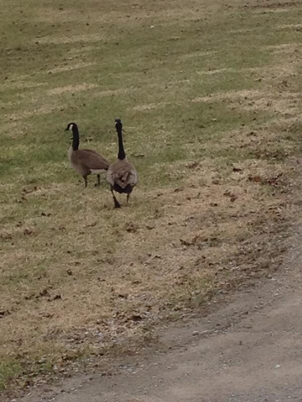 Whatisnttakin's tweet photo. Banded goose walking down my road #banded #goose #wrongseason #why!!! http://t.co/L94J0qBoYu