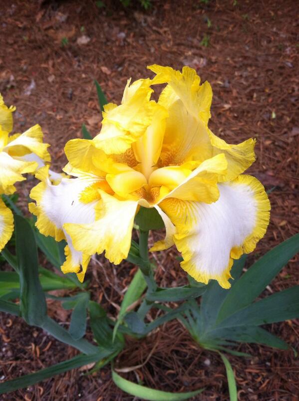 WriterDMK's tweet image. Spring is finally here in #NC #SouthernPines