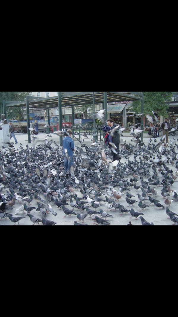 averagepidge's tweet photo. Aint no party like a pigeon fucking party prrrrrrr http://t.co/rwu3r98Rex