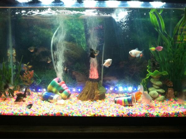 Love just watching the fish after a long day. So relaxing.