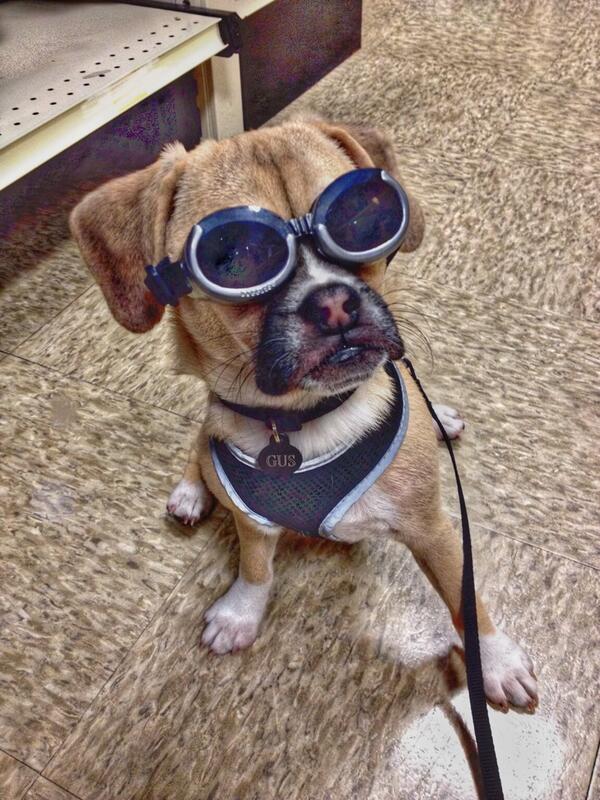dog goggles petco