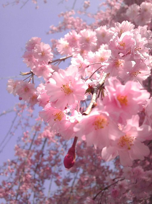 しだれ桜のtwitterイラスト検索結果 古い順