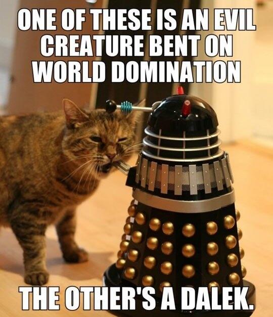 will_erion's tweet image. The cat is I know it has 2 b #really bored #doctorwho