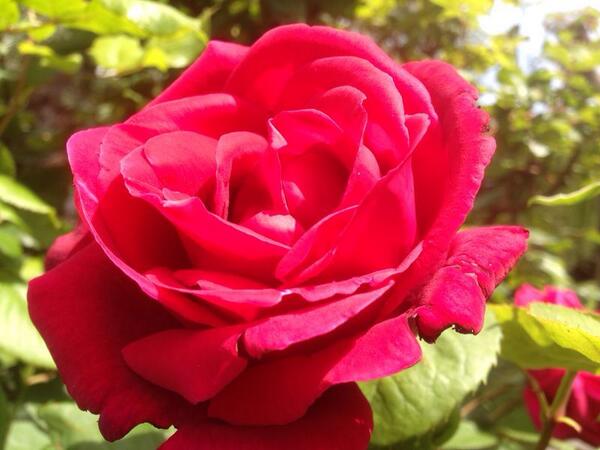 Cuando despertó el príncipe se había llevado a su princesa y él se preguntó en qué se había equivocado#FeliçSantJordi