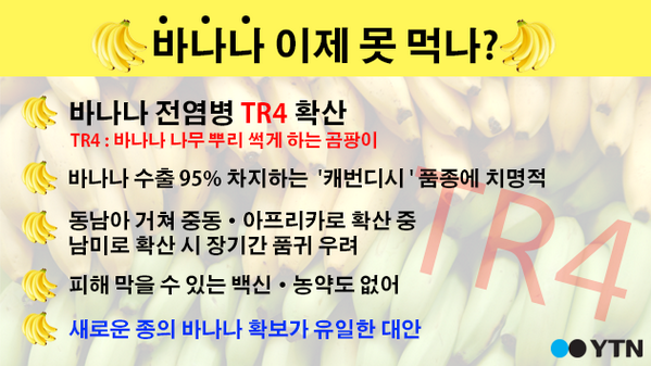식사, 간식 대용으로 애용하는 바나나. 지금 전염병이 빠르게 퍼지고 있습니다. 우리가 즐겨 먹는 캐번디시 품종이 특히 취약하고 백신도 개발되지 않아 새로운 품종을 찾는 것이 대안이라고 합니다.