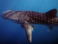 Dive_ID's tweet image. Whaleshark. Photo by Kermi ankermi-happydive.com/gallery-galeri… #Maumere #DiveDestination