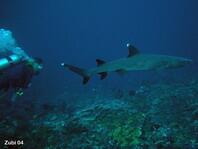 Dive_ID's tweet image. Whitetip Reefshark. Photo by Teresa Zubi ankermi-happydive.com/gallery-galeri… #Maumere #DiveDestination