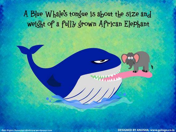 TriviaManiaPH's tweet photo. Blue Whale Tounge http://t.co/mKmCAuOtkQ