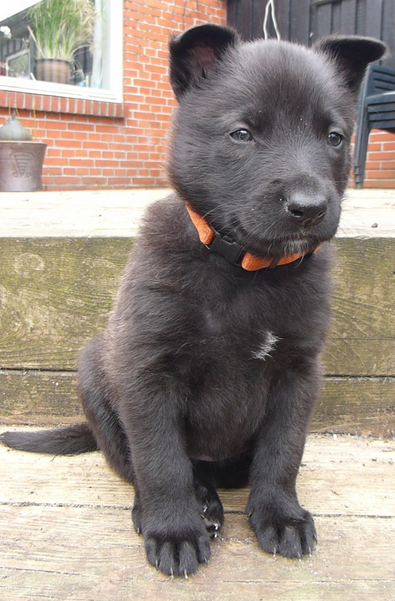 Dogsuniverse.dk tweet media