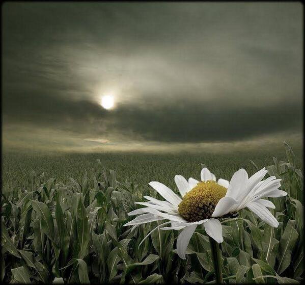 Spring by Veronica Pinke