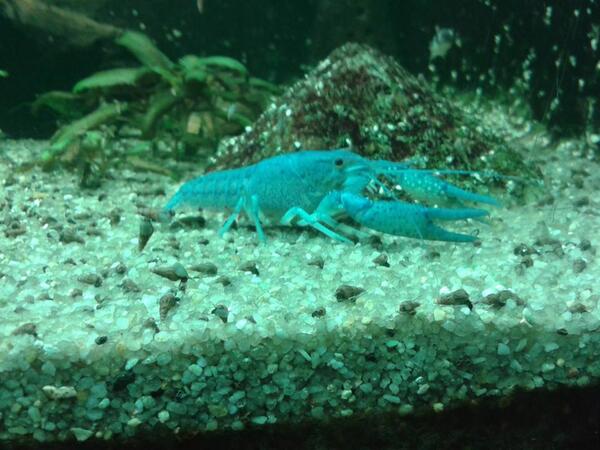 Nouveauté : Qui suis je ? @OTGranville  #aquarium