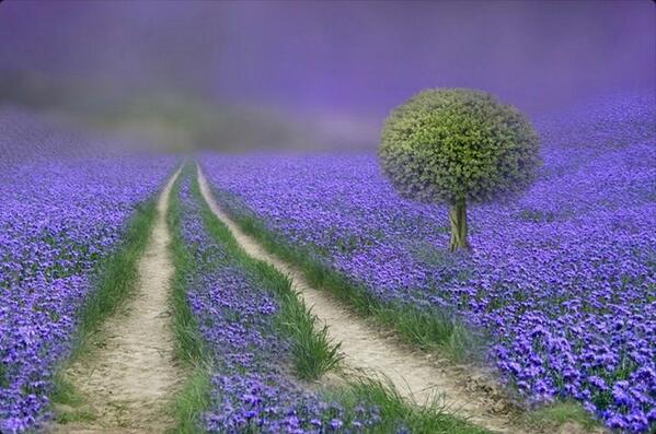 Gabriele_Corno's tweet image. Path by Veronika Pinke