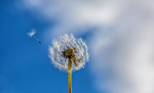 There is always one which dares something by Haenson