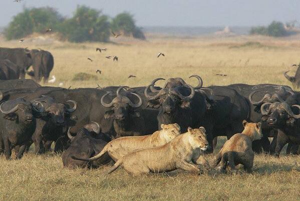 Great Memorable safari moments :sfari.com/forums/sfari31…