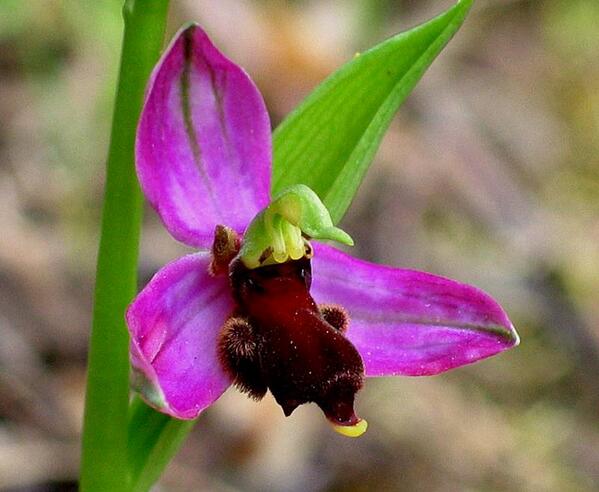 PlanesHOY's tweet photo. Día de la Orquídea de Extremadura http://t.co/qPY3b4hNdx via @hoyextremadura http://t.co/dKH76fLOAs