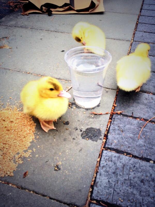You can still buy duckies by the Oreo today to help support the fight against cerebral palsy!! Stop by now!