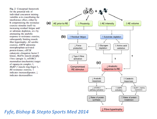 YLMSportScience's tweet photo. Understanding the Interference btwn Concurrent Resistance &amp; Endurance Exercise. Great framework by @BlueSpotScience http://t.co/HMk3Bgixkq