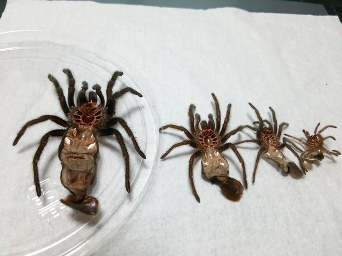 脱皮殻のtwitterイラスト検索結果 古い順