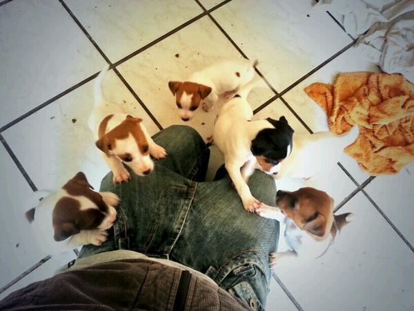 ChristoDigitalM's tweet photo. Jack Russel puppies for sale! http://t.co/ow5CJJouGy