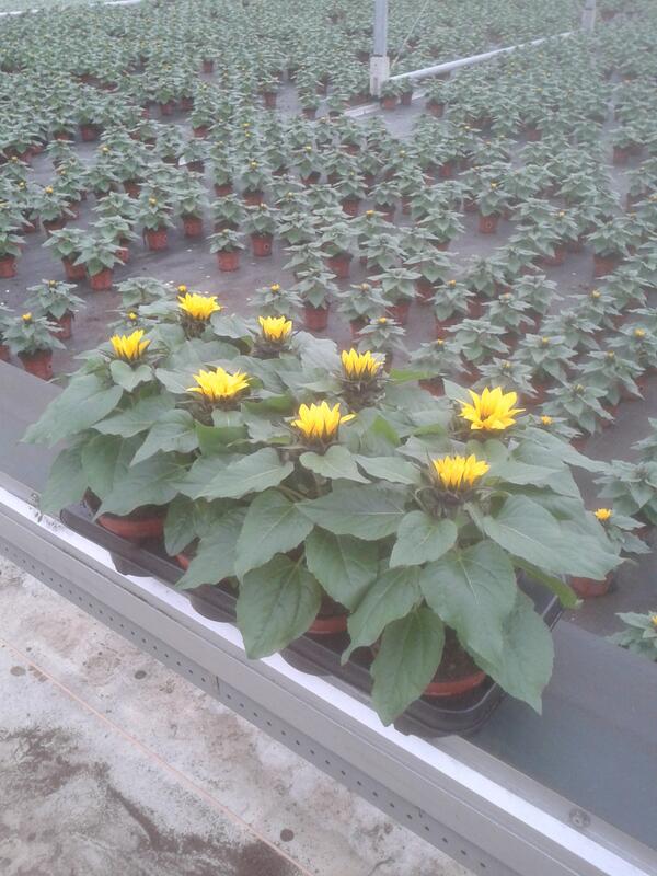 Nu volop leverbaar. #Helianthus Sunsation potmaat 13 cm. Voor verkoop gegevens zie @FloraXchange of @ fh_plantconnect