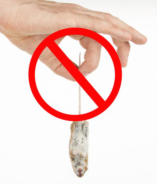 Fda Cvm On Twitter Tips To Prevent Salmonella Infection From