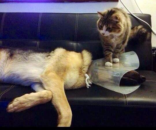 DankroftK9's tweet photo. La perfecta definición de añadirle un insulto a la herida. http://t.co/nt5wiJfo7R