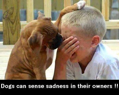 tym4learning's tweet photo. Studies Shows That Your Dog Can Tell From Your Voice If You're
Happy or Sad. http://t.co/7elw1plZRQ