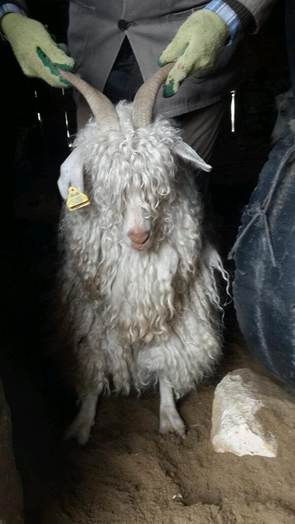 Ankara keçisi (@angoragoat) on Twitter photo 