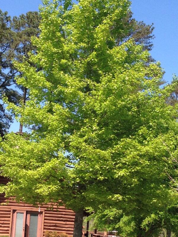 mamakathedral's tweet image. @wsmith84 #picoftheday what I'm looking at right now... #schooltree