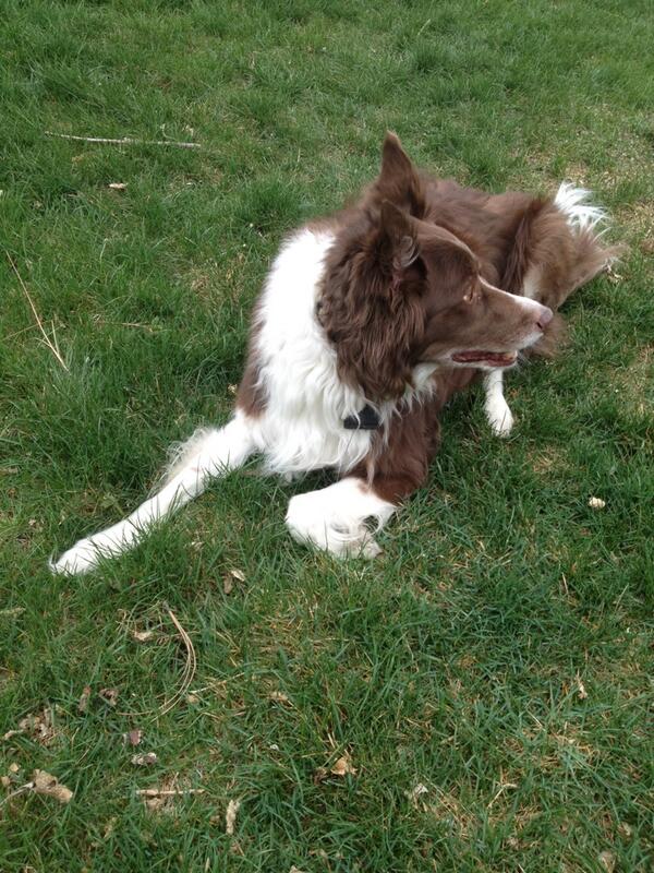 ProjGoOutside's tweet image. It&apos;s a beautiful day to go outside and play with your dog!!! #projectGO