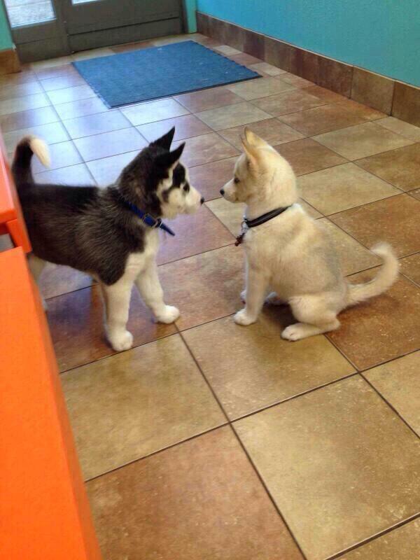 Shirtang's tweet photo. @AdamTheSz EEEEEE CATZ! Dogs? http://t.co/6NsJqqw0bU