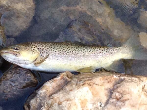 CDberg22's tweet image. Swinging soft hackles in dress clothes after work....