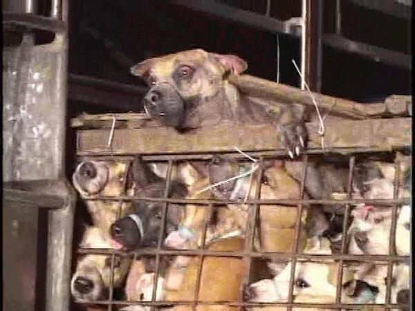 Bettina Sågbom (@bettina_yle) on Twitter photo "<a href="/ABRACCO/">Anthony Bracco</a>: Stop #DogMeatTrade NOW!
" This is bloody depressing. But it's not much better for pigs in my own country. "<a href="/ABRACCO/">Anthony Bracco</a>: Stop #DogMeatTrade NOW!
" This is bloody depressing. But it's not much better for pigs in my own country.