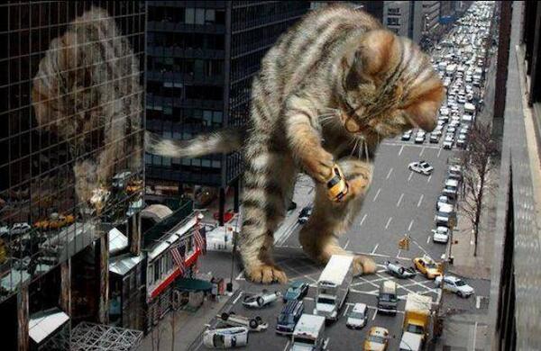 PaulHBeckwith's tweet image. I cannot vouch for the authenticity of this image.  
#cats #catstudy #Canada #USA #Canadian #UK #China #Japan