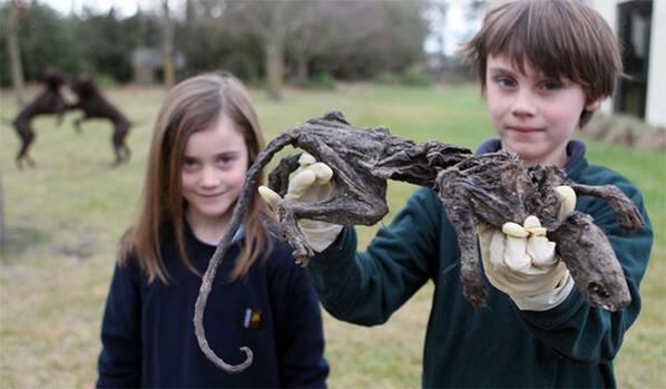 mutterpuppet's tweet image. BOY DISPLAYS HIS SISTER&apos;S PREVIOUS FORM WHILE DEVIL DOGS FIGHT OVER THE LAST SHRED OF HOPE