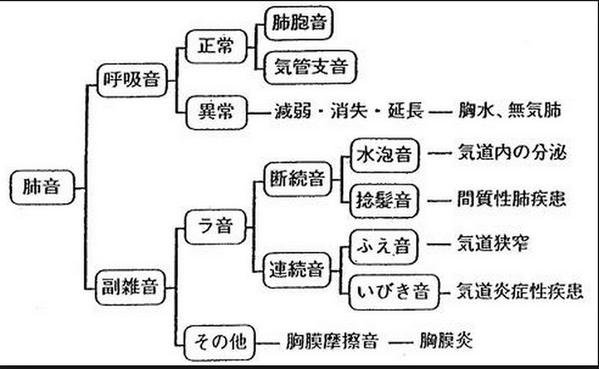 טוויטר ゴロ 解剖生理イラスト בטוויטר 肺音まとめ Http T Co Xs0zwlqlvb