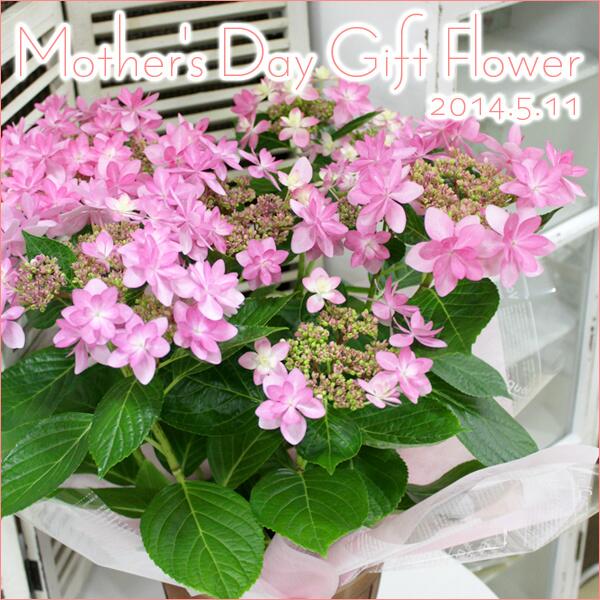 青山ガーデン 紫陽花 ダンスパーティー ピンク 5号 花言葉 強い愛情 一家団欒 家族の結び付き 日本でお馴染みのガク アジサイとちょっと違って細長い八重咲タイプ ドレスの裾のような華やかなボリュームがあります Http T Co 39ilebp3nu 青山ガーデン 紫陽花 ダンスパーティー ピンク 5号 花言葉 強い愛情 一家団欒 家族の結び付き 日本でお馴染みのガク アジサイとちょっと違って細長い八重咲タイプ ドレスの裾のような華やかなボリュームがあります Http T Co 39ilebp3nu