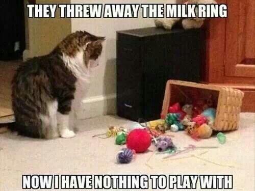 JustCatThoughts's tweet photo. #CatThought of the day: http://t.co/Dl13g5es0T