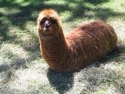 FaZeNikan's tweet image. Look everyone FaZe Alpaca is in my backyard!