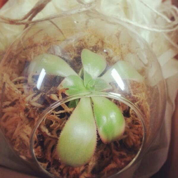 SarahRing19's tweet image. Just purchased a hanging glass ball vase #NativeBloom #KewEast my favorite