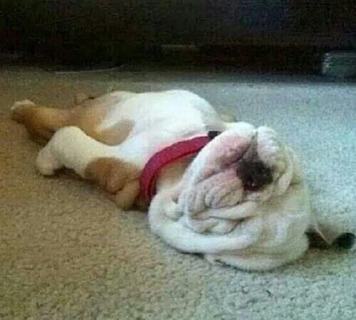 LJR1111's tweet photo. safe to say i feel like this today! http://t.co/mLjwW3BwPN